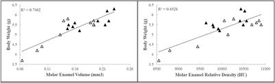 Effects of Early-Life Adversity on Tooth Enamel Formation